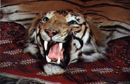 1937 kaadettu tiikeri